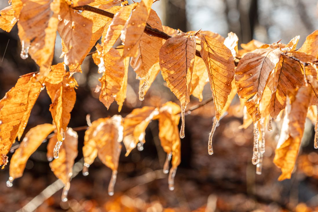 Ice covering golden leaves.